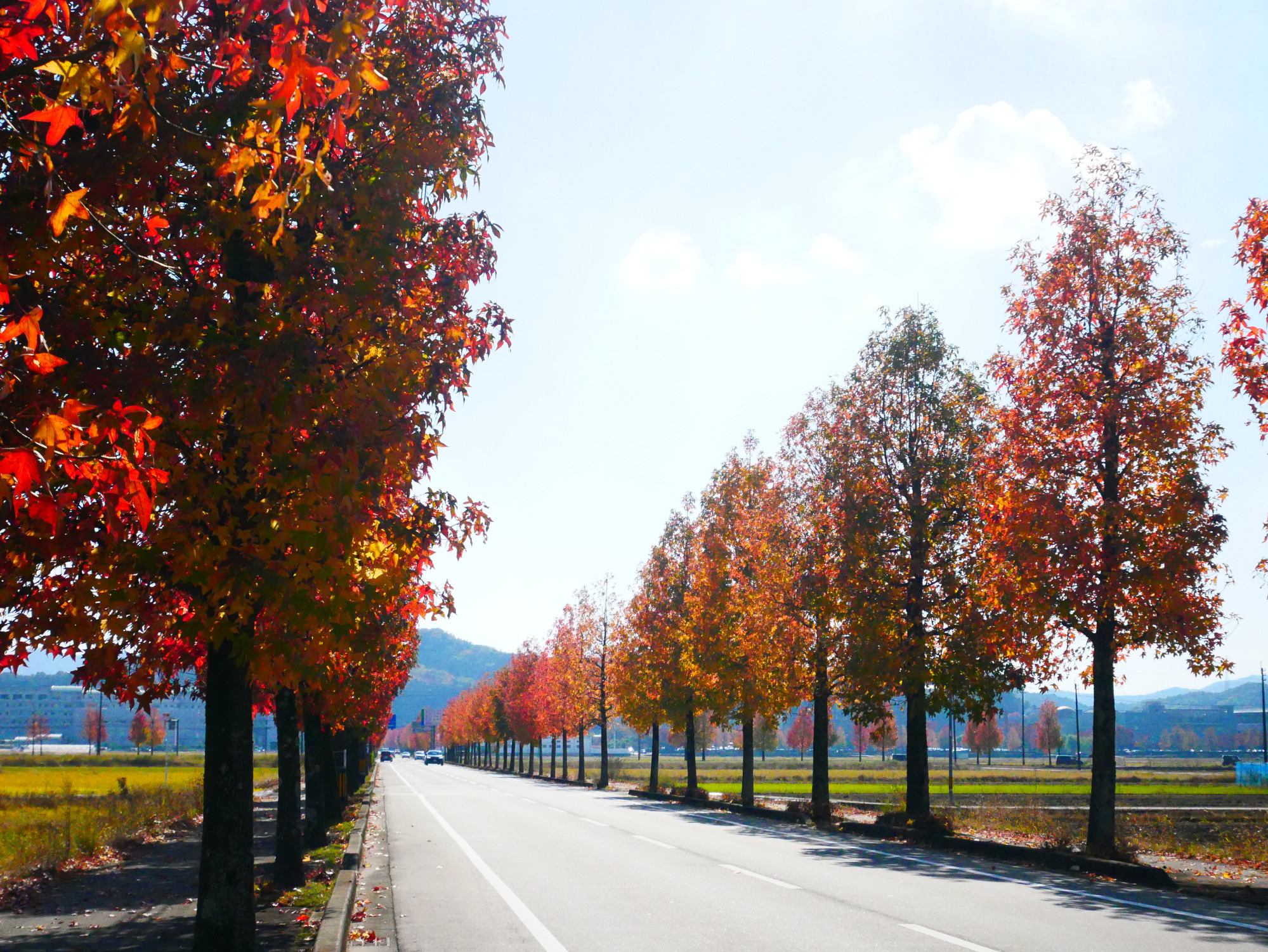 約3kmにわたり続く真っ赤な紅葉ロード
