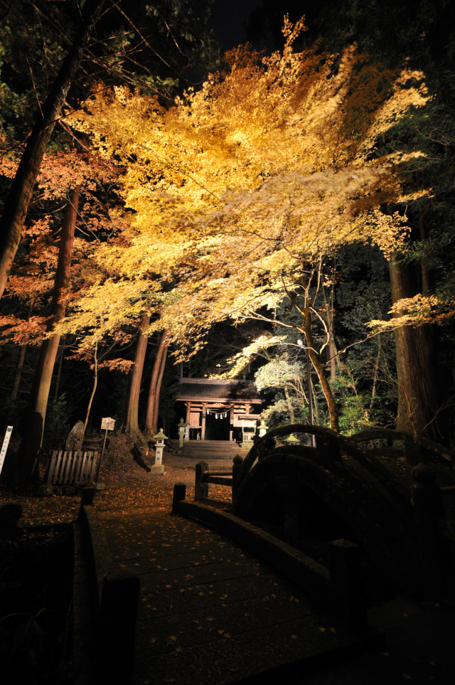 武芸八幡宮_2_ライトアップ