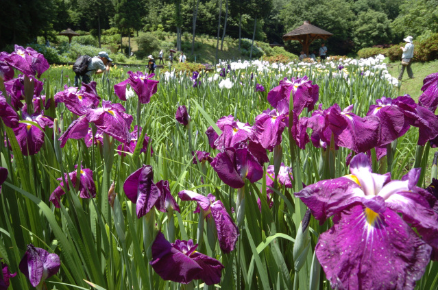 百年公園の菖蒲