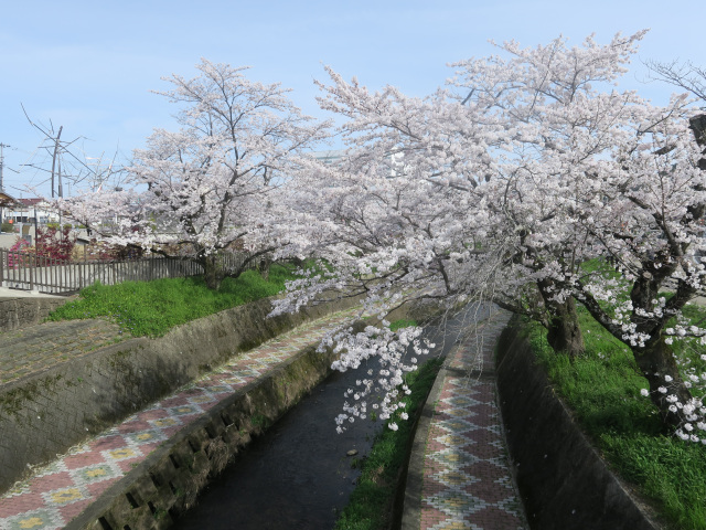 関川の桜_1_せきてらす横