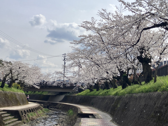 関川の桜_2_せきてらす横
