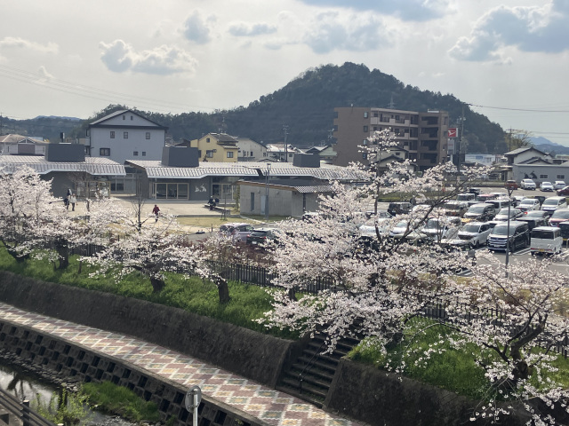 関川の桜_4_せきてらす横