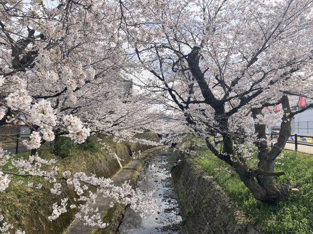関川の桜_5_関市保健センター横