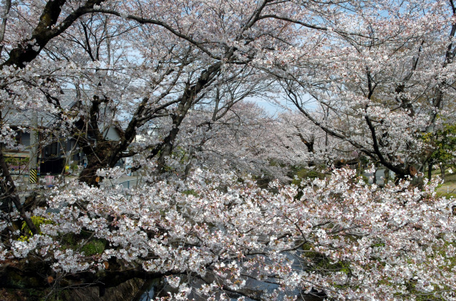 関川の桜_6_関市文化会館裏