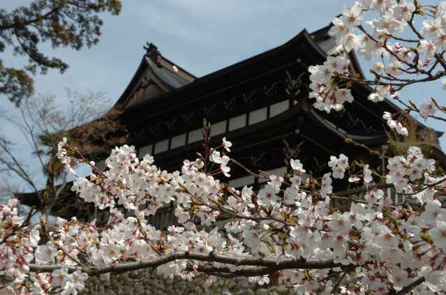 関善光寺の桜_1