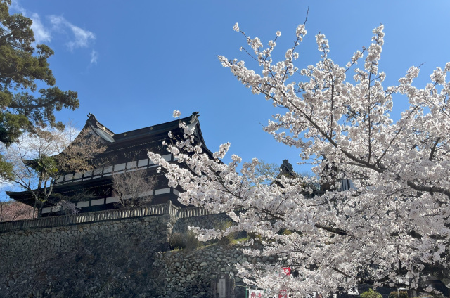 関善光寺の桜_2