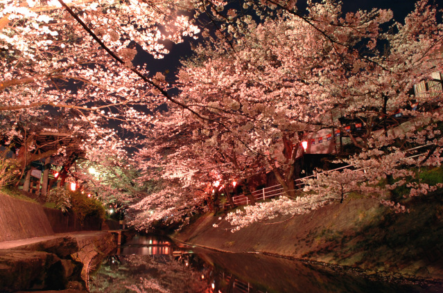 吉田川の桜_1