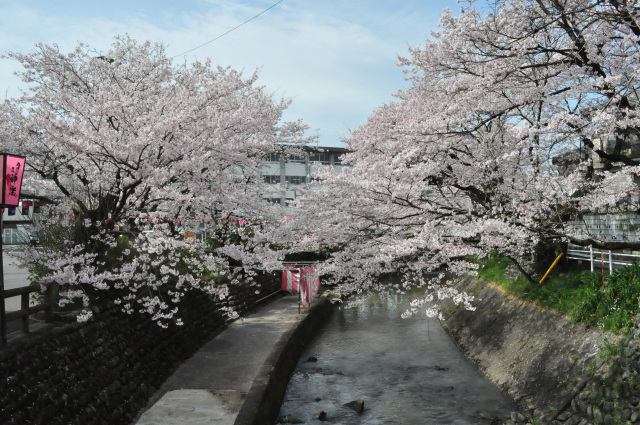 吉田川の桜_2