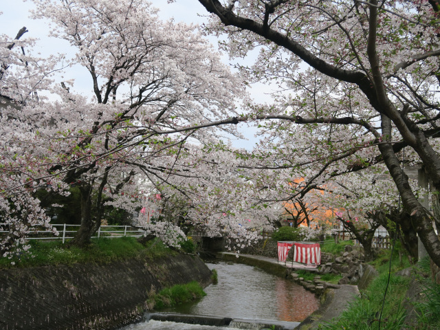 吉田川の桜_3