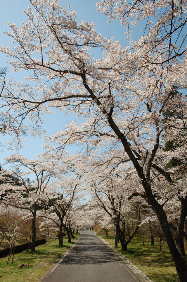 寺尾ヶ原千本桜公園_1