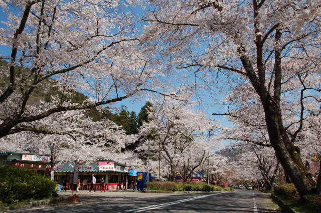 寺尾ヶ原千本桜公園_2