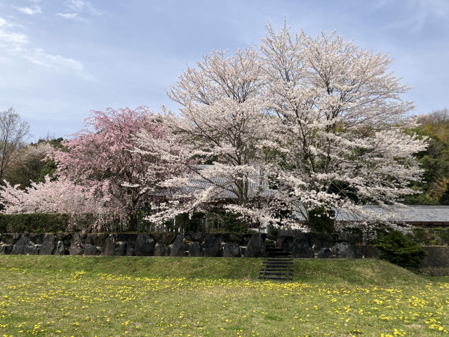 弥勒寺の桜