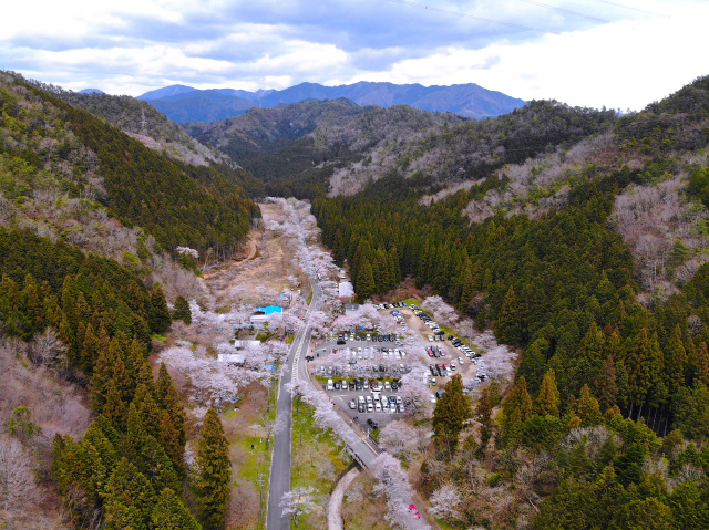 寺尾ヶ原千本桜公園_4