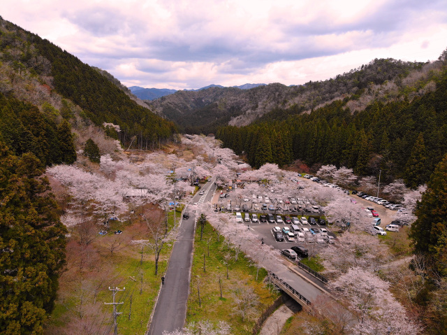 寺尾ヶ原千本桜公園_5