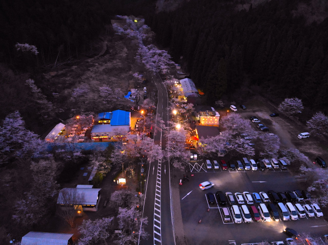 寺尾ヶ原千本桜公園_6_ライトアップ