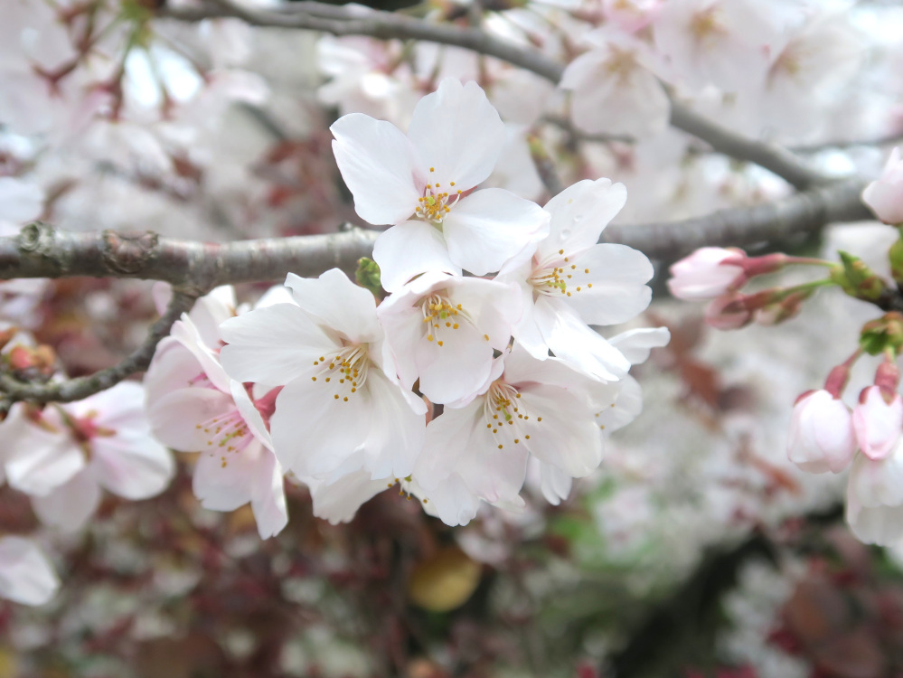 【2026年版】関市の桜の見頃・名所まとめ|お花見スポットガイド