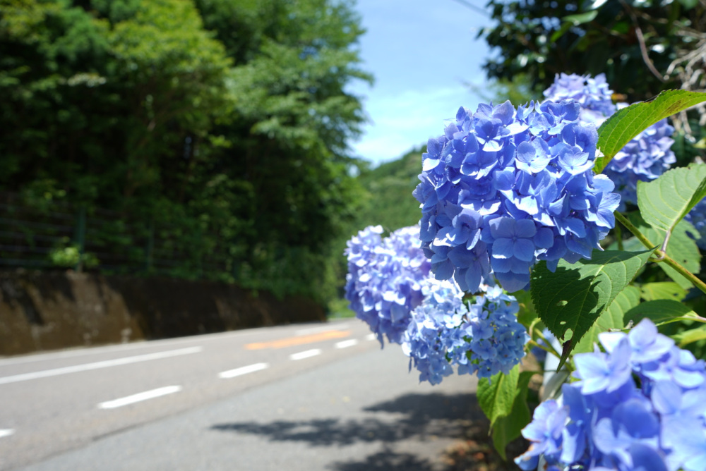 板取あじさいロードへ行こう！紫陽花と楽しむ初夏のドライブ旅