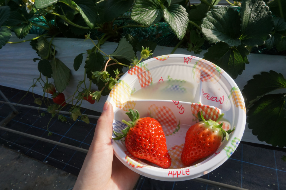 左：章姫　右：紅ほっぺ