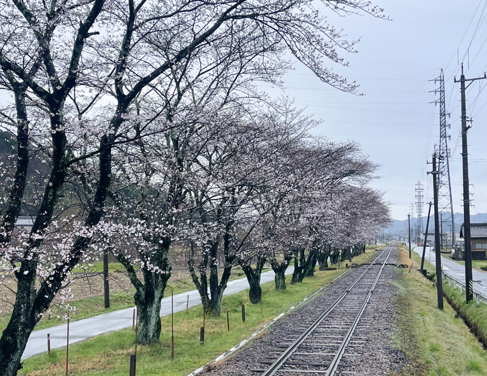 桜の季節は、桜並木と長良川鉄道のコラボレーションを撮り鉄が狙う名所なんです！
