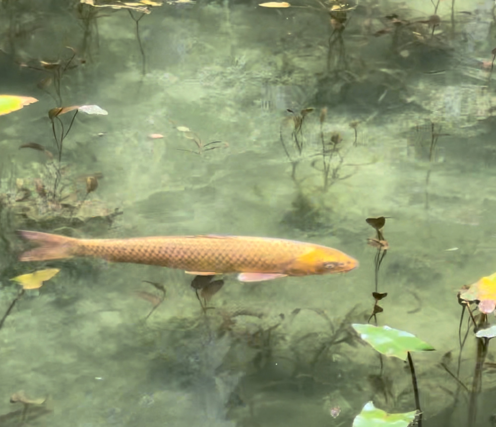 鯉が浮き上がって見えるほど綺麗な池