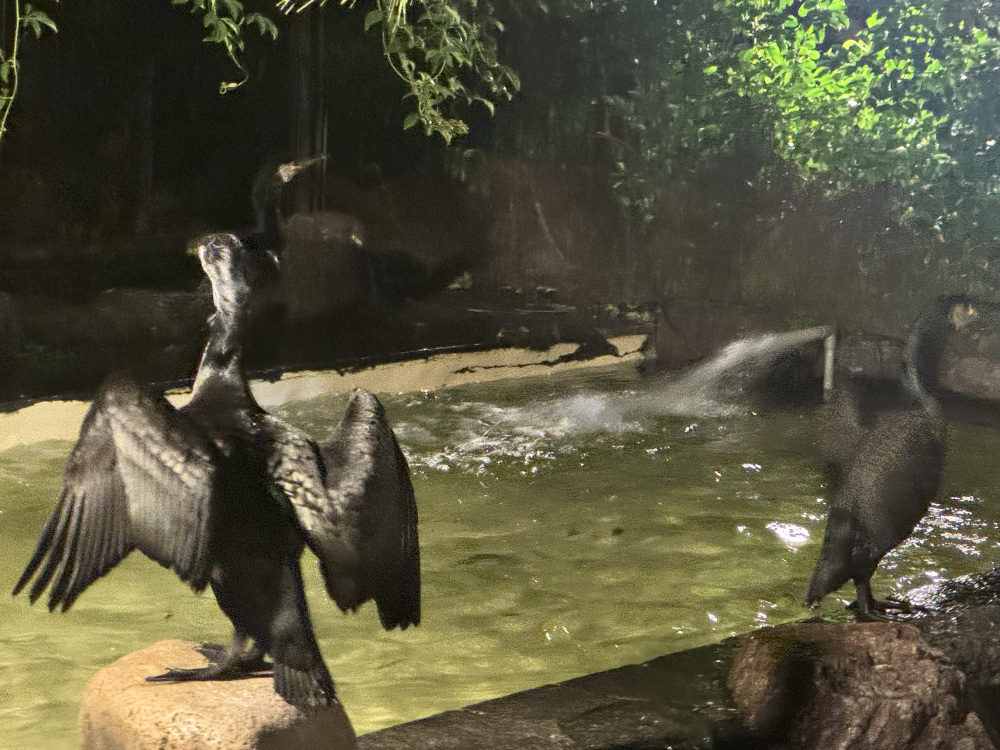 羽についた水を乾かそうとする鵜たち、可愛いです