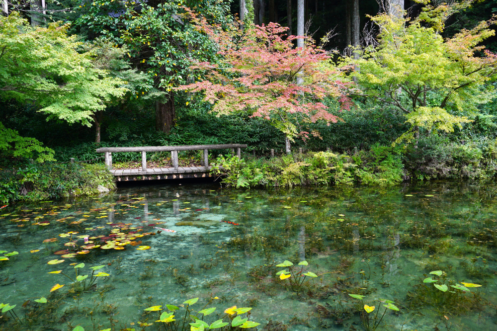 近くにはモネの池も