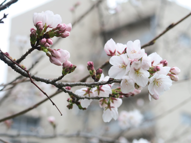 2026年3月23日(月)