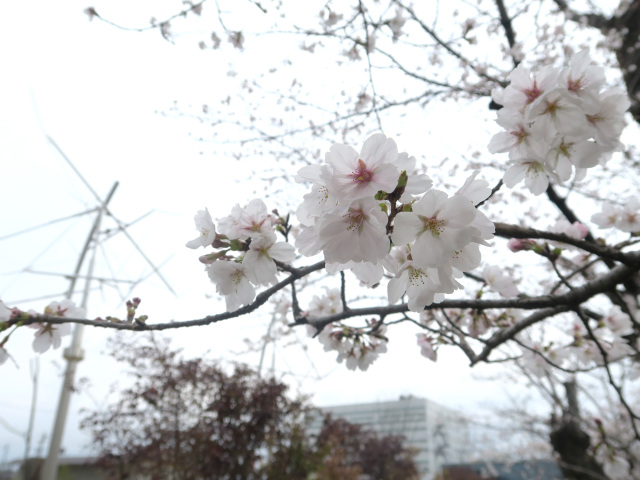 2026年3月25日(水)
