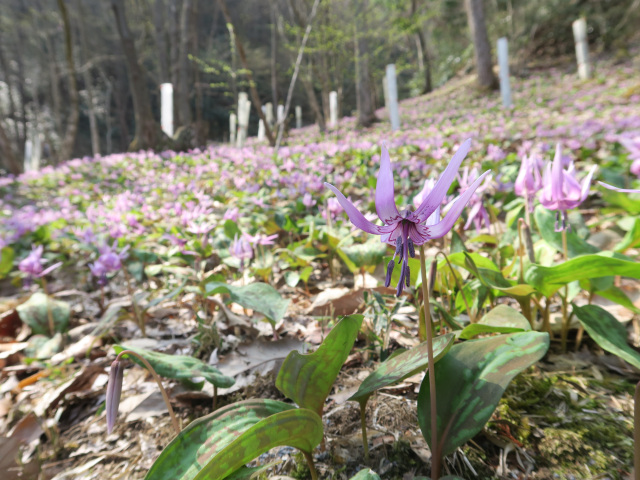 2026年3月29日（日）
