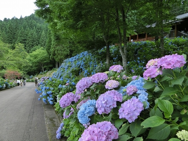 関市板取あじさいまつり