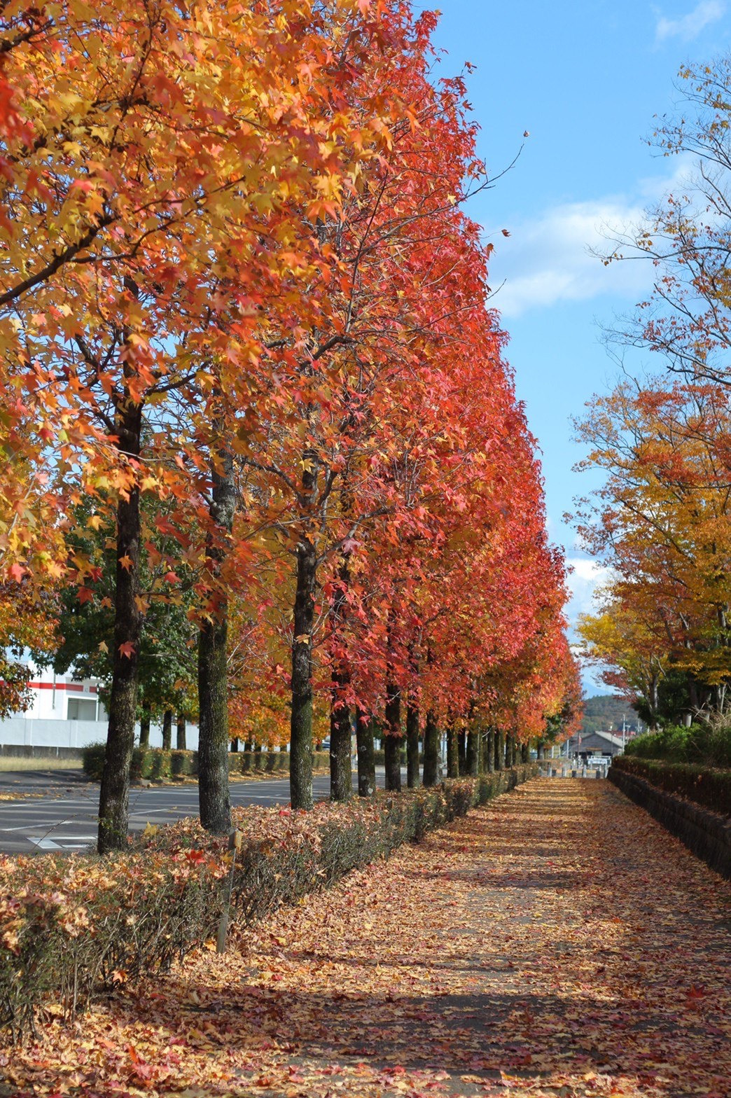 関市】モミジバフウとトウカエデ並木の紅葉｜観光スポット・体験