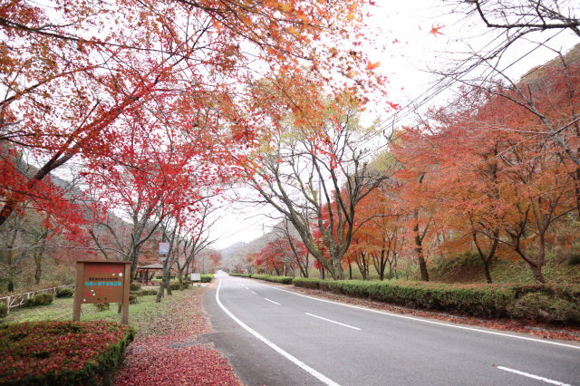 寺尾ヶ原千本桜公園の紅葉