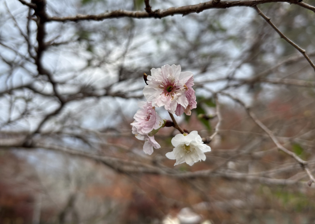 撮影日:2025年11月21日(金)