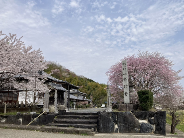 弥勒寺の桜