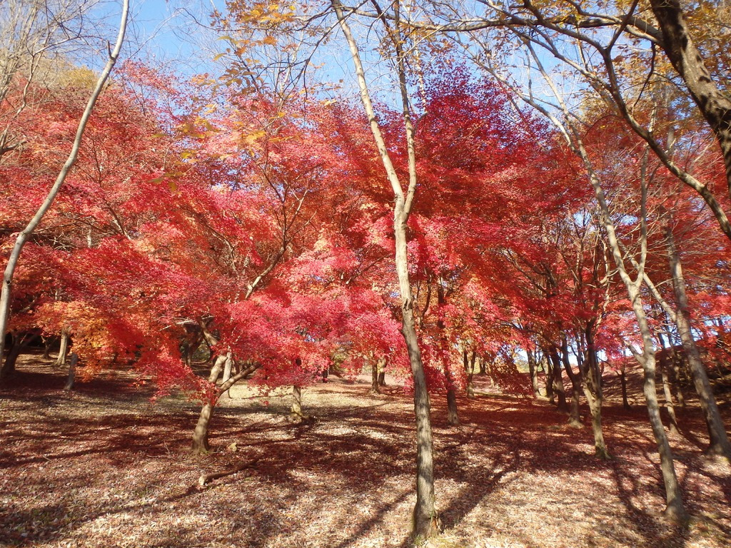 岐阜県百年公園