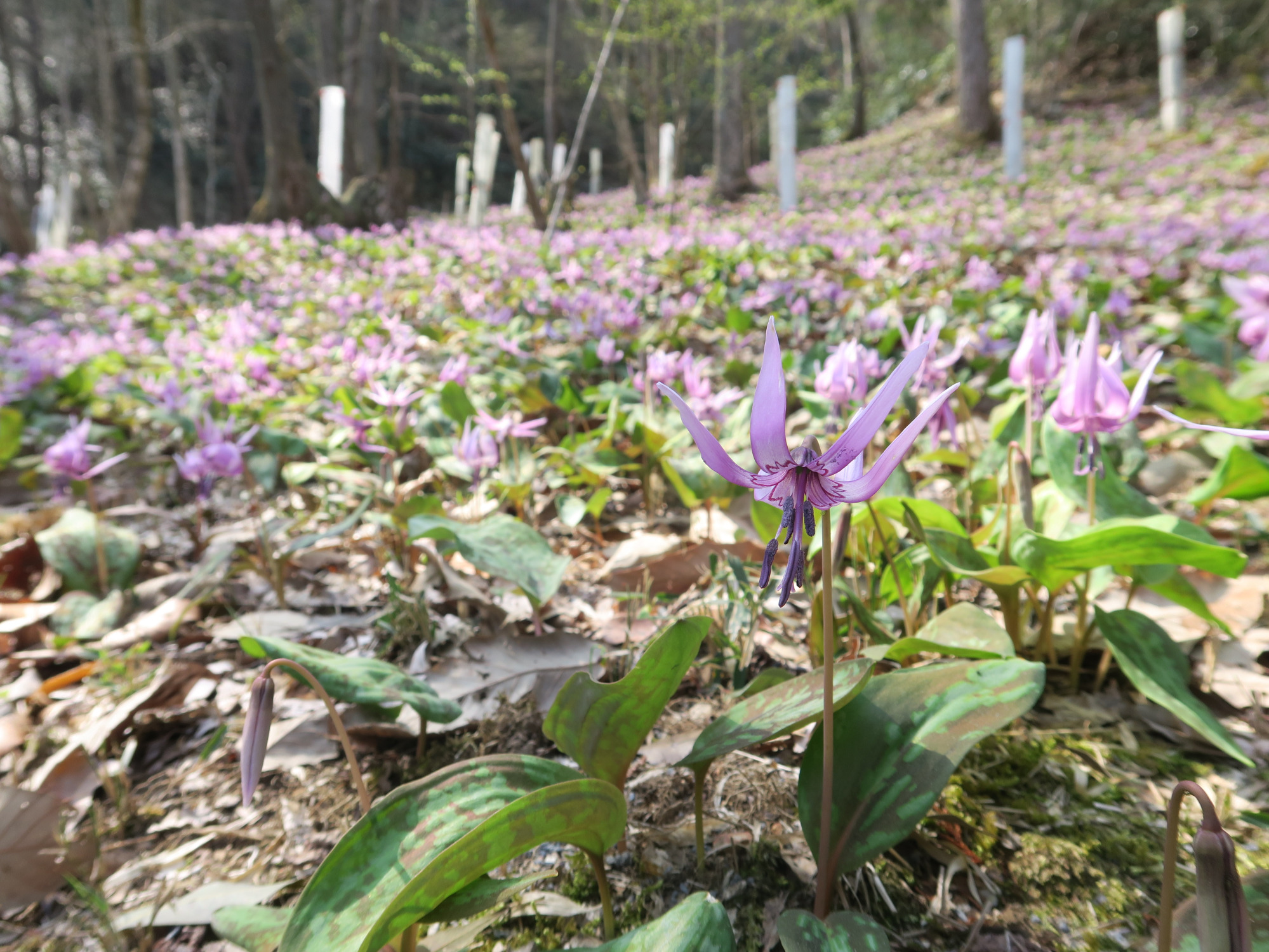 春限定の絶景!1haに広がるカタクリの群生地「保木山カタクリの里」