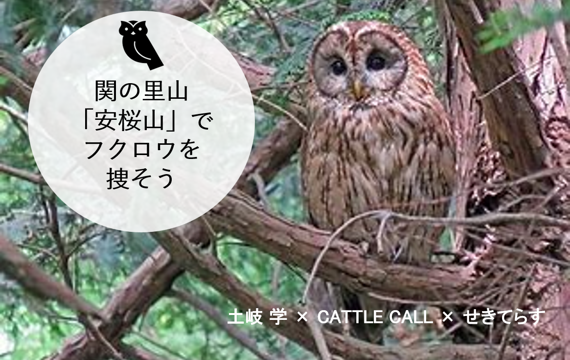 関の里山 安桜山 でフクロウを捜そう せきのまど